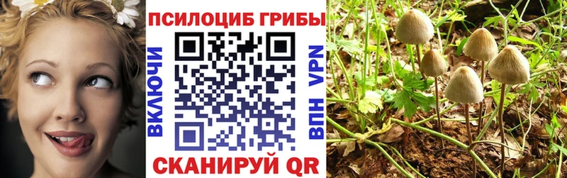 Псилоцибиновые грибы мицелий Черняховск